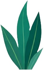 a green plant with leaves on it 5.jpg